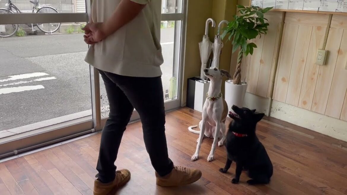 スキッパーキの”オセルくん”とお友達と一緒に”まて”の練習! スキッパーキの”オセルくん”とお友達と一緒に”まて”の練習!