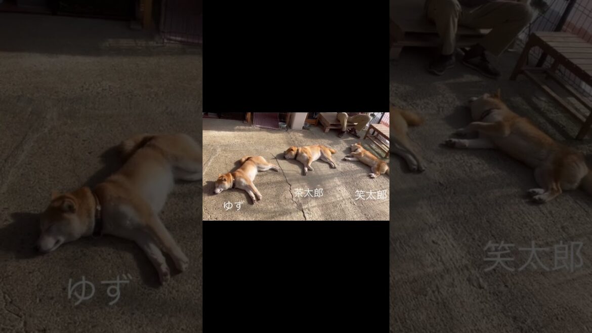 生まれた順番で柴犬落ちてるw #shorts #柴犬姉弟 #柴犬兄弟 生まれた順番で柴犬落ちてるw #shorts #柴犬姉弟 #柴犬兄弟