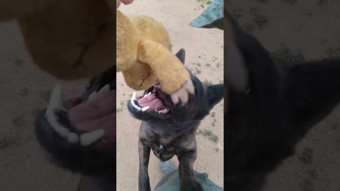 あなただけ見つめる【甲斐犬】が可愛らしい #甲斐犬 #猟犬 #松ごり #日本犬物語#日本犬#日本犬保存会#甲斐犬愛護会