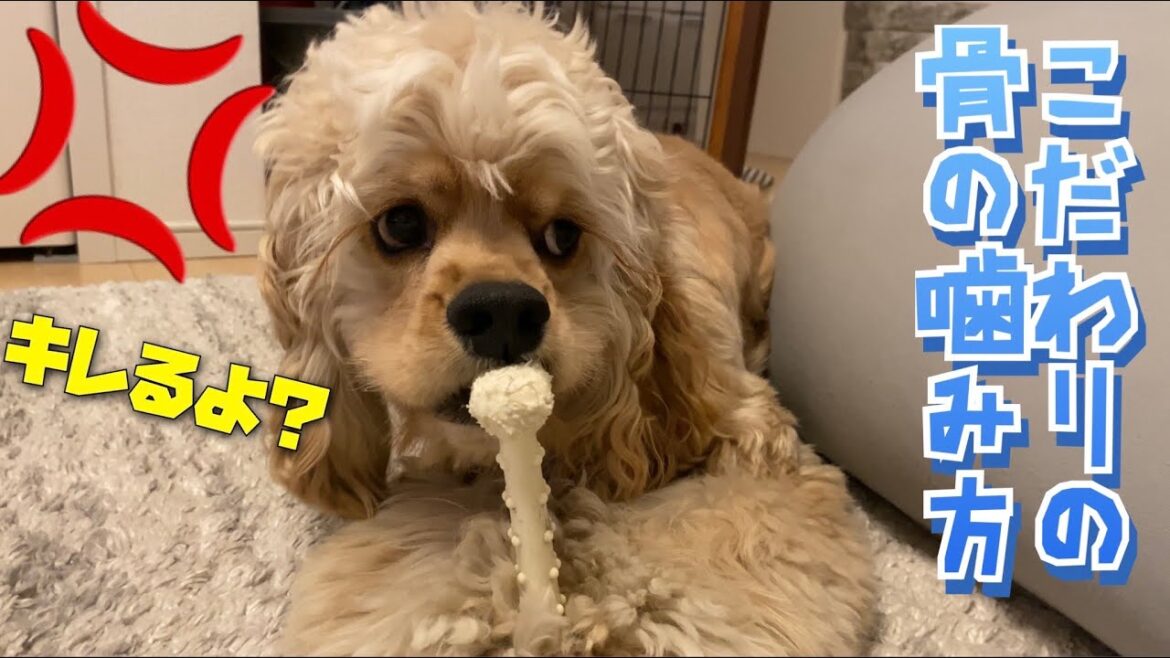 ホネを噛む時のこだわりが強いイッヌ【アメリカンコッカースパニエル】 ホネを噛む時のこだわりが強いイッヌ【アメリカンコッカースパニエル】