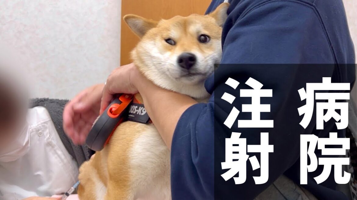 狂犬病予防注射、恐いと怯える柴犬と放心状態の豆柴