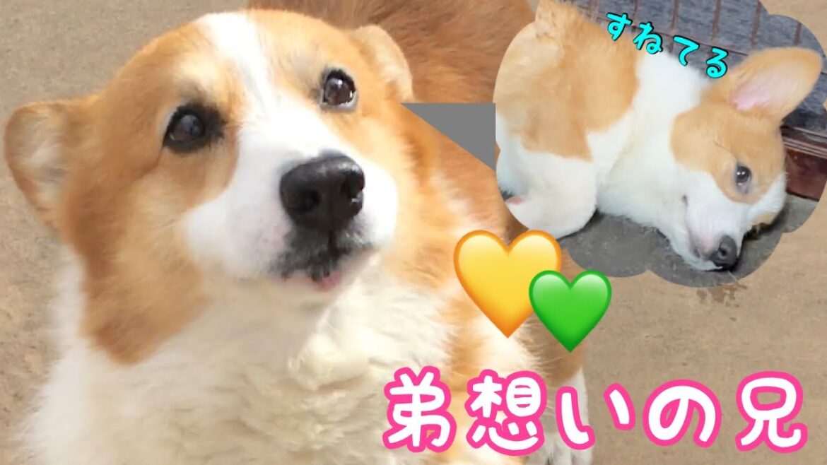 【コーギー子犬】弟想いの兄犬【コーギー犬】【子犬】