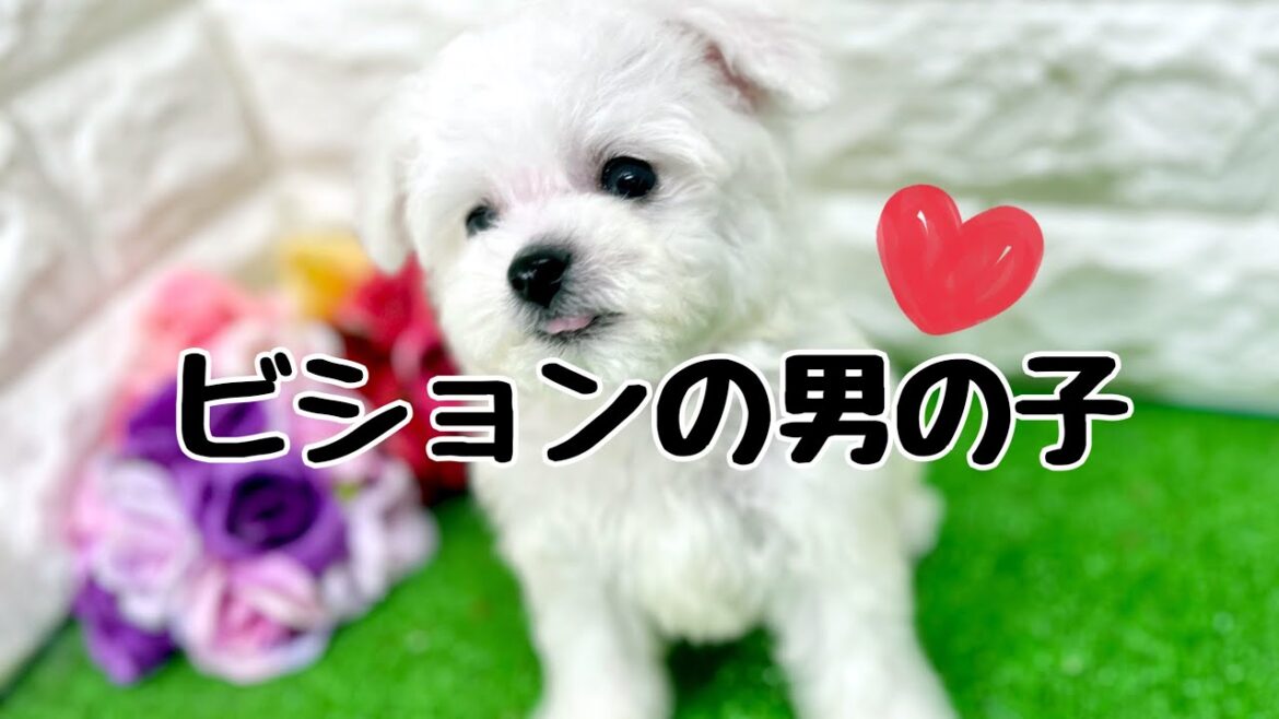 ビションフリーゼの子犬　（和歌山）