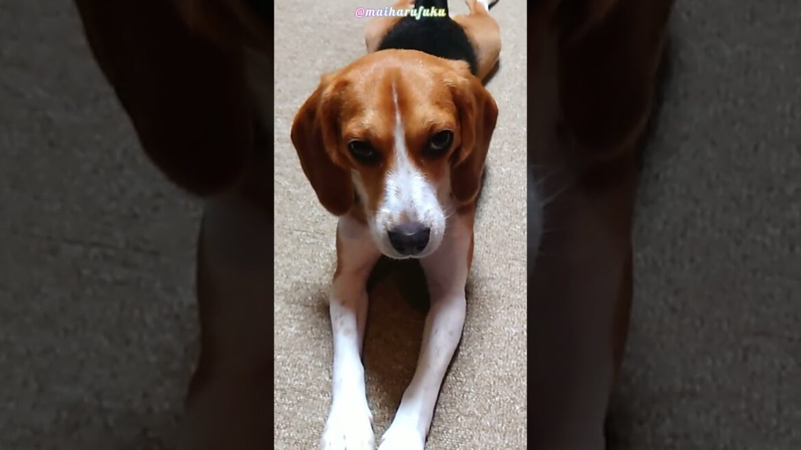 うるさくてやんちゃだけど、可愛いビーグル犬ハル♀2歳 "Noisy and naughty but cute beagle dog Haru ♀ 2 years old"