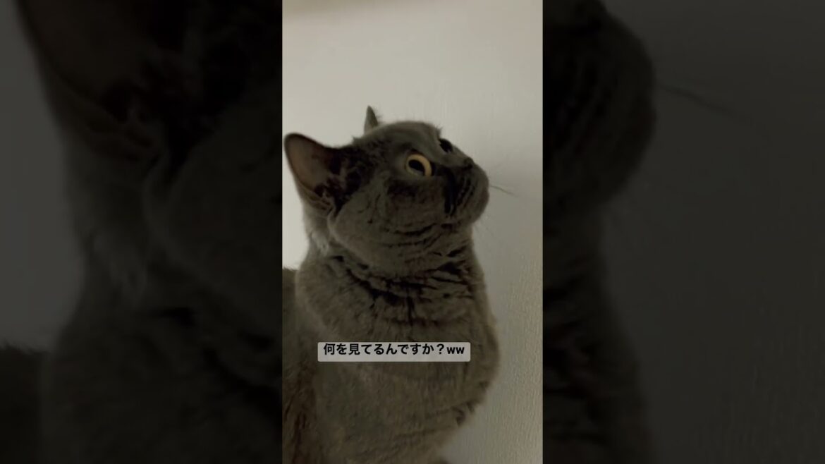 どこ見てるんですか？【ブリティッシュショートヘア】