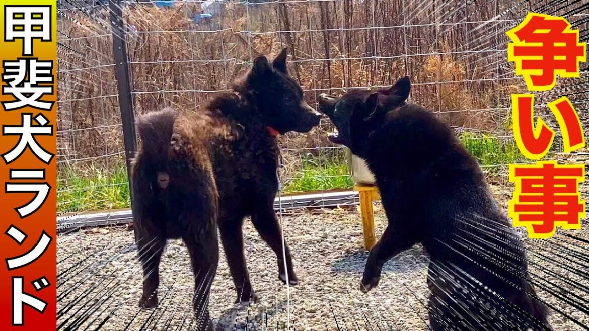 徐々に争い事が増えてきました【繁殖地獄から来た甲斐犬達】