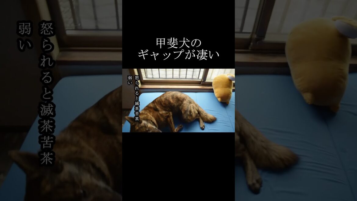 勇ましい甲斐犬が主に怒られると弱くなるギャップがたまらない‼【甲斐犬・柴犬】 #shorts