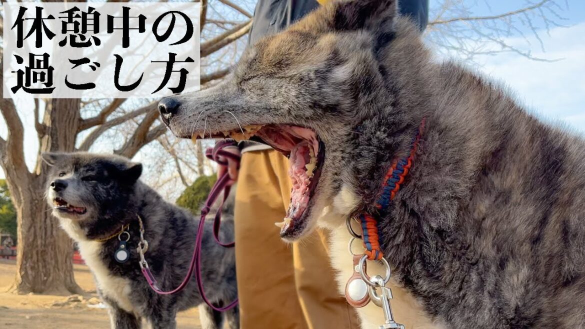暖かい日は公園でまったり【秋田犬】【大型犬】【akita dog】