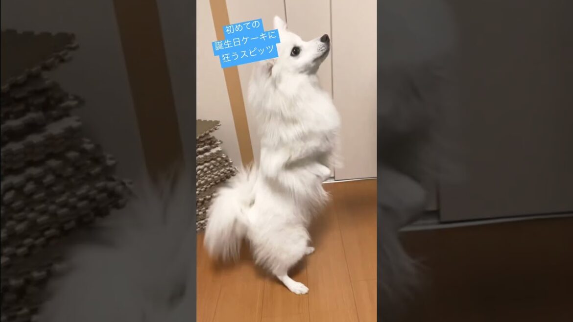 初めての誕生日ケーキを狂ったように食べ尽くすスピッツ　#shorts