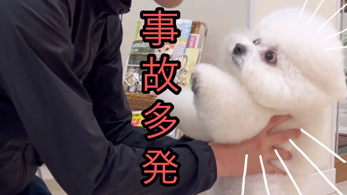我が家が【事故多発エリア】に💦ビションフリーゼ４姉妹の事故Vlog