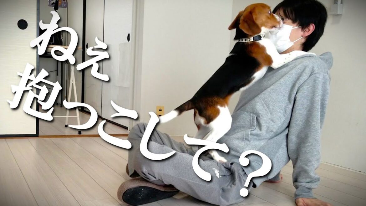 飼い主が座るとべったりしてくるビーグル