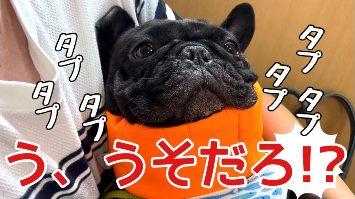 【悲報】これはあかん！病院行ったらまさかの...【フレンチブルドッグ】