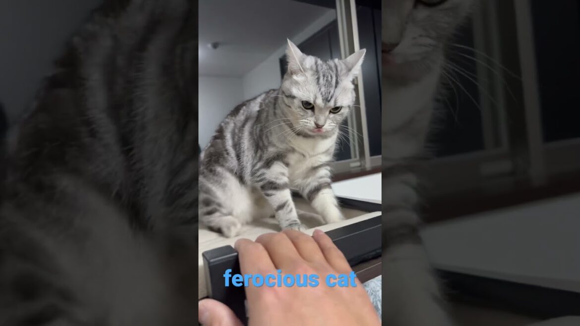 機嫌が悪かったみたい🤣#shorts#アメリカンショートヘアー#cat