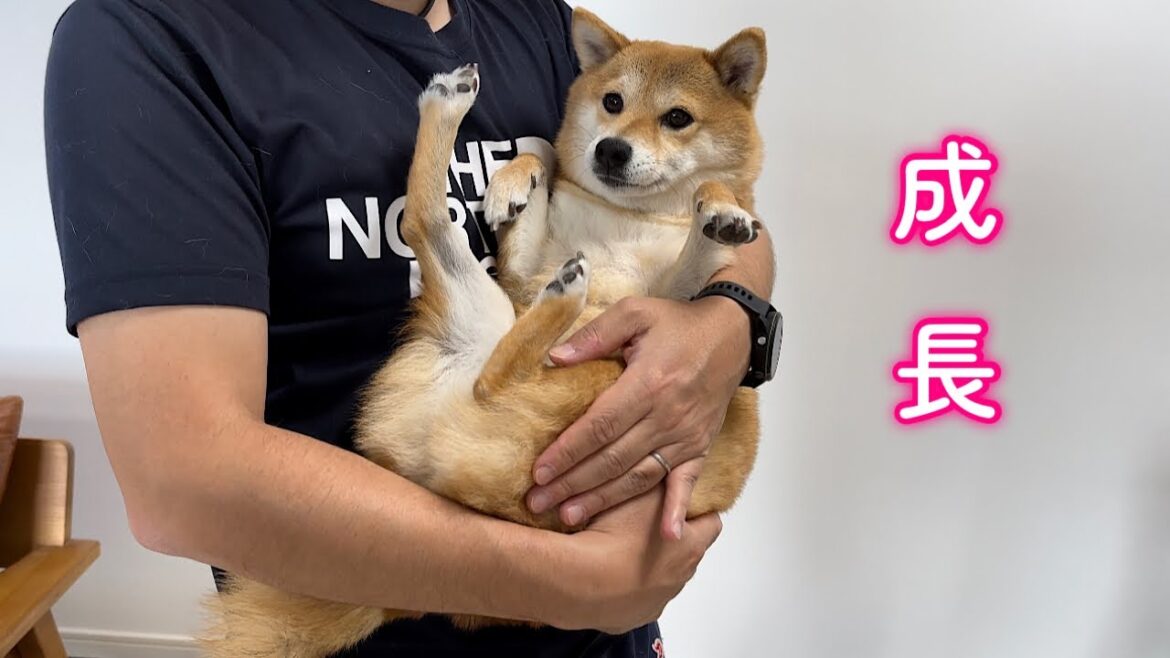パパに抱っこされると赤ちゃんみたいに大人しくなって何でも言う事聞いちゃう柴犬が可愛い