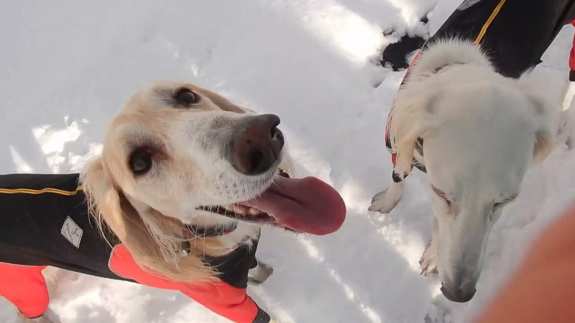 サルーキ　れぴ！今日もマッハで合流♪（Saluki）