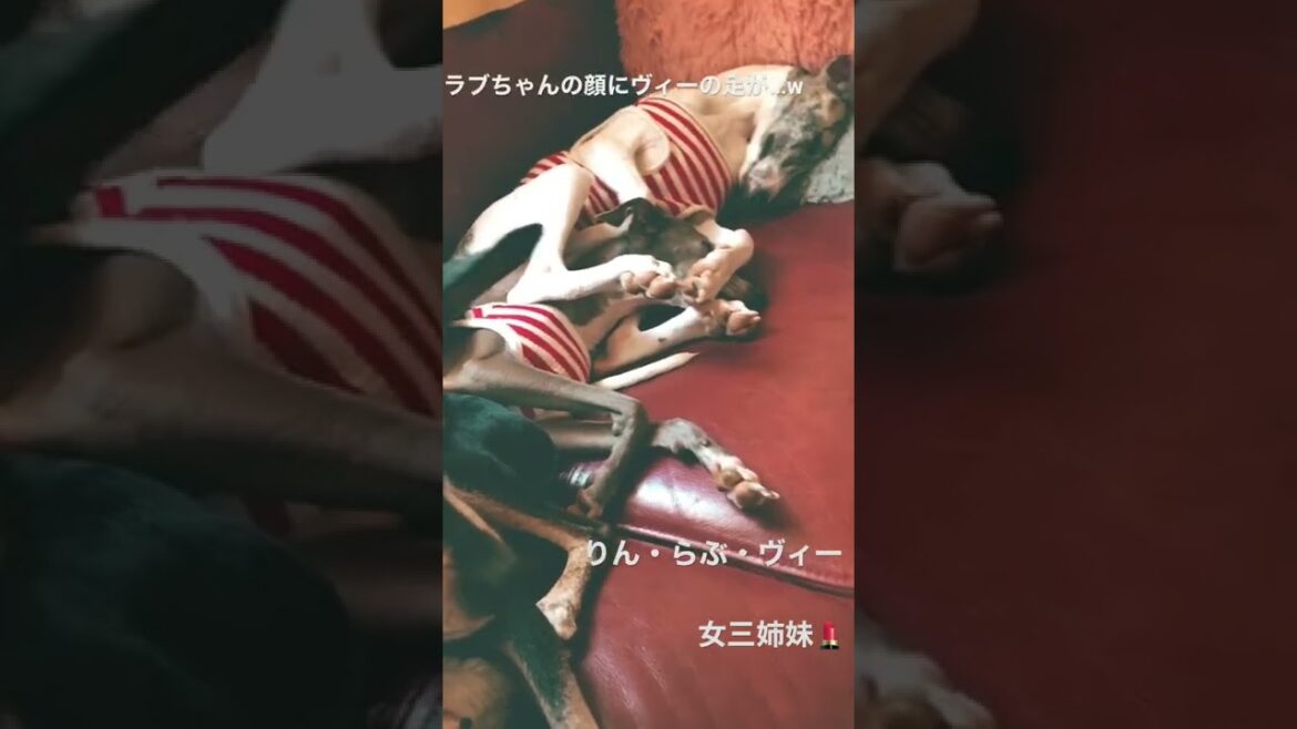【ミニピン】【イタグレ】【ウィペット】女三姉妹のお昼寝の癖