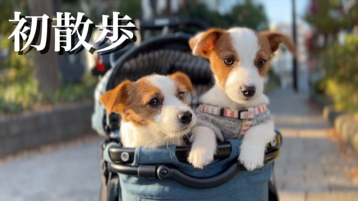 お散歩デビューした弟子犬/ジャックラッセルテリア/多頭飼い