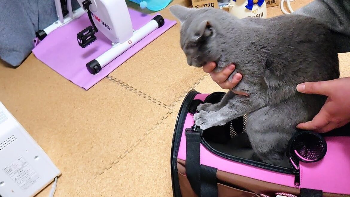 【猫動画】病院に行きたくなくて踏ん張るロシアンブルー【russianbule】Russian Blue who does not want to go to the hospital 【猫動画】病院に行きたくなくて踏ん張るロシアンブルー【russianbule】Russian Blue who does not want to go to the hospital