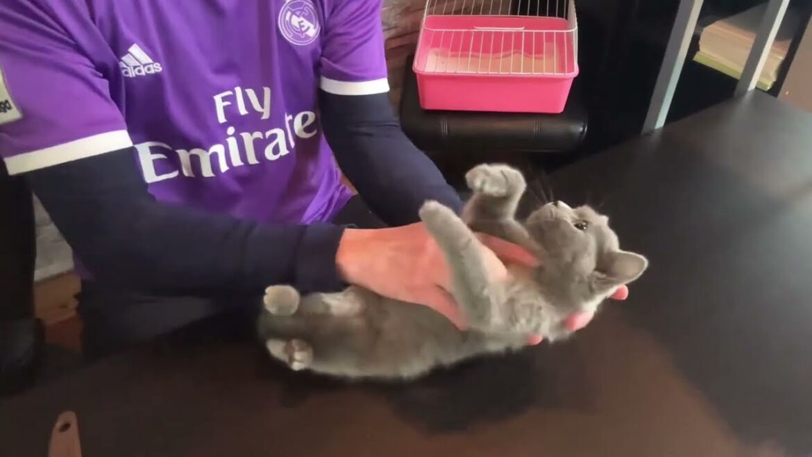 【ナナハチ’s ROOM】シャルトリュー の男の子② 20230313