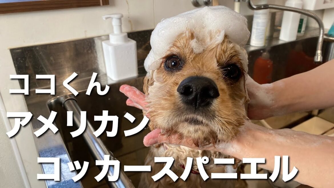 アメリカンコッカースパニエル ココくん【American cocker spaniel 】 アメリカンコッカースパニエル ココくん【American cocker spaniel 】