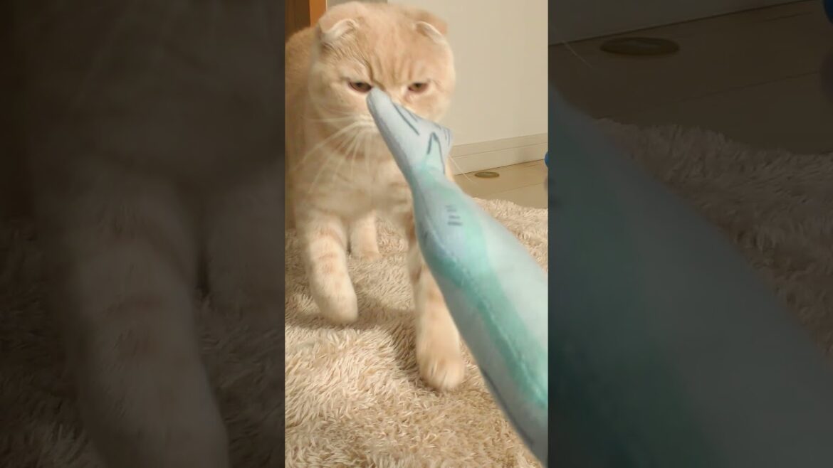 多分距離感がよくわかっていない子猫【スコティッシュフォールド】#shorts #かわいい #子猫