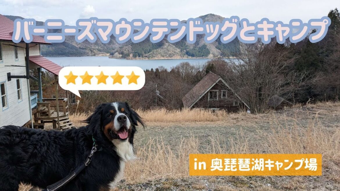バーニーズマウンテンドッグと行く奥琵琶湖キャンプ場
