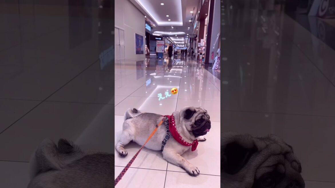 イオンモール💦😖💕くーちゃん愛されてます🥹戸惑いパグ犬くーちゃん😊