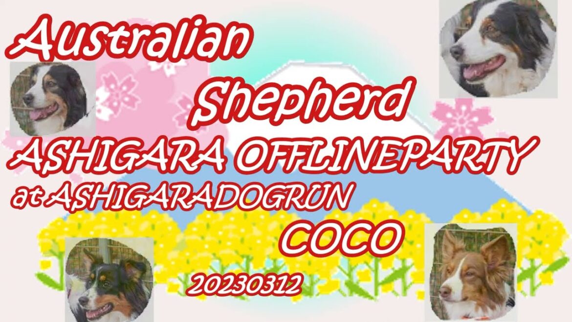 Australian Shepherd　オーストラリアンシェパード足柄オフ会　20230312　AUSSIE