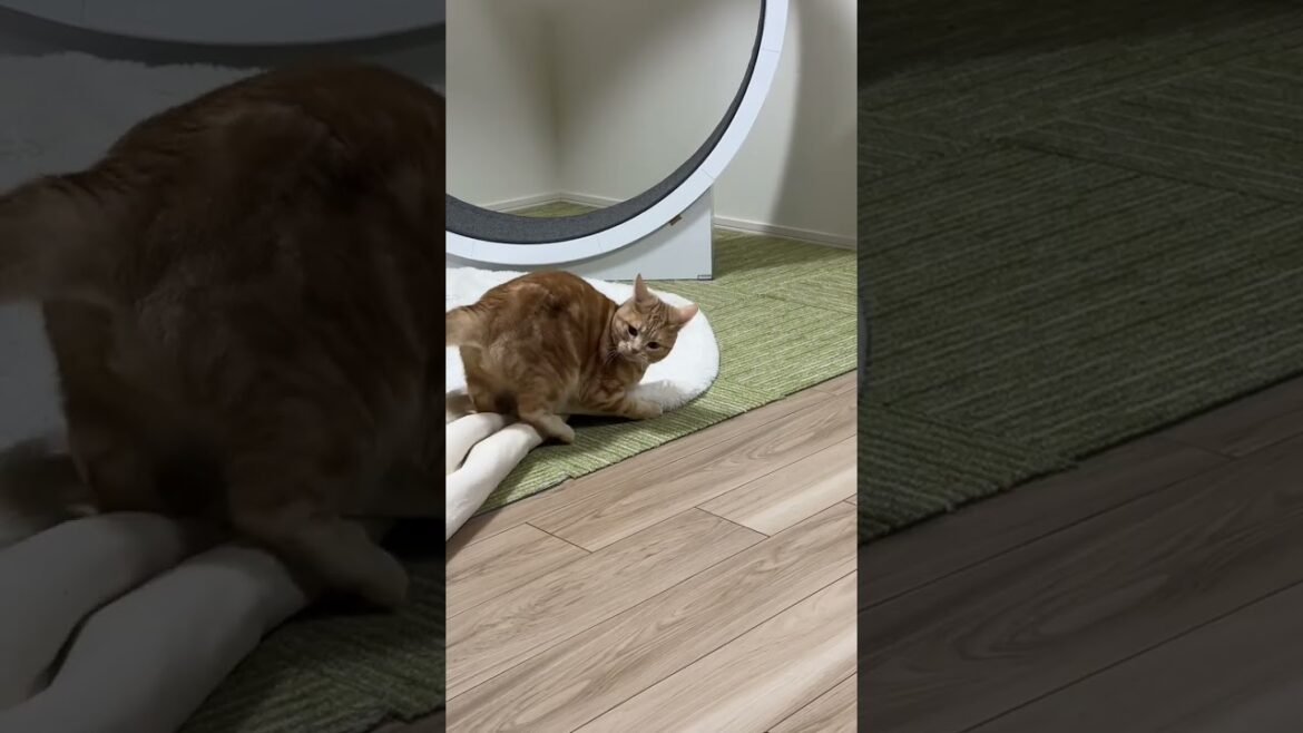 荒ぶるアメショ兄弟の日常　#shorts