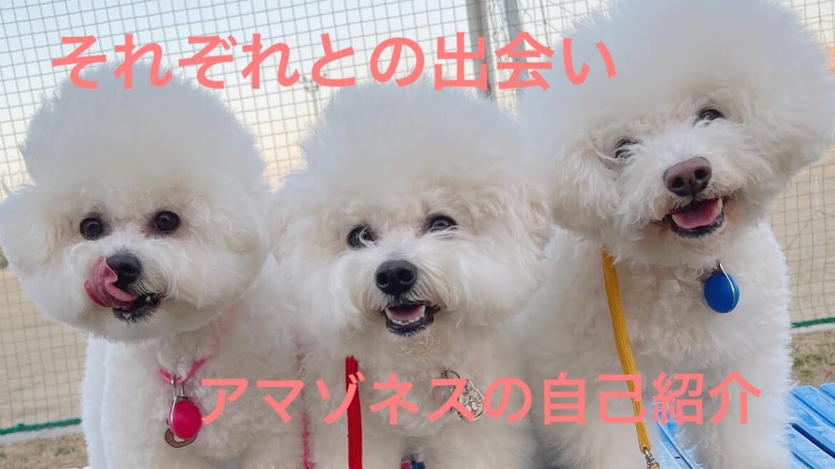 ビションフリーゼ三姉妹の自己紹介