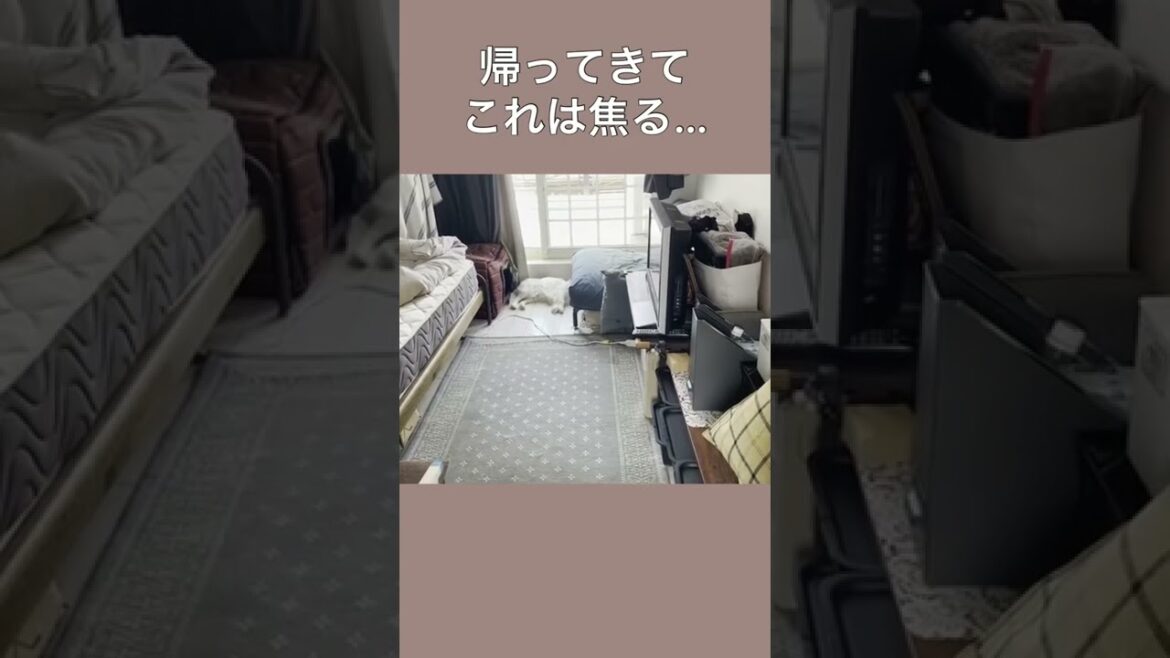 【キャバリア】帰ってきてこれは焦る… #shorts