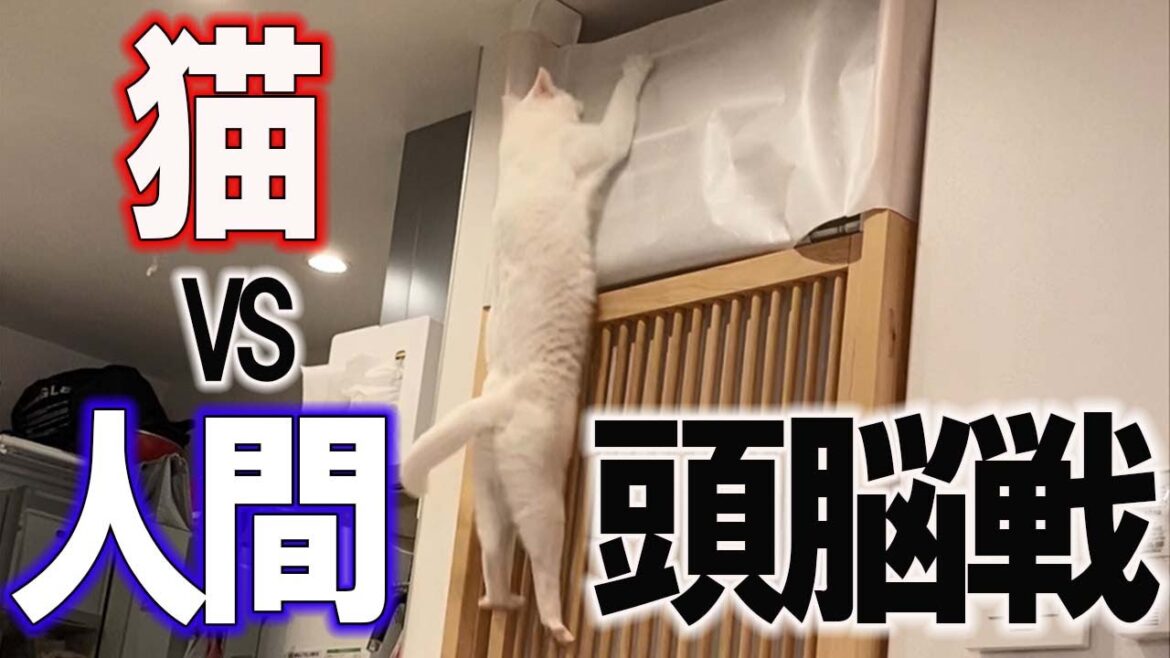 オッドアイが特徴のイタズラ猫【ねこ自慢】