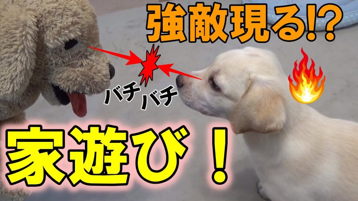 家で過ごそう～お家遊びは激しい一戦！？～ラブラドールレトリーバー～