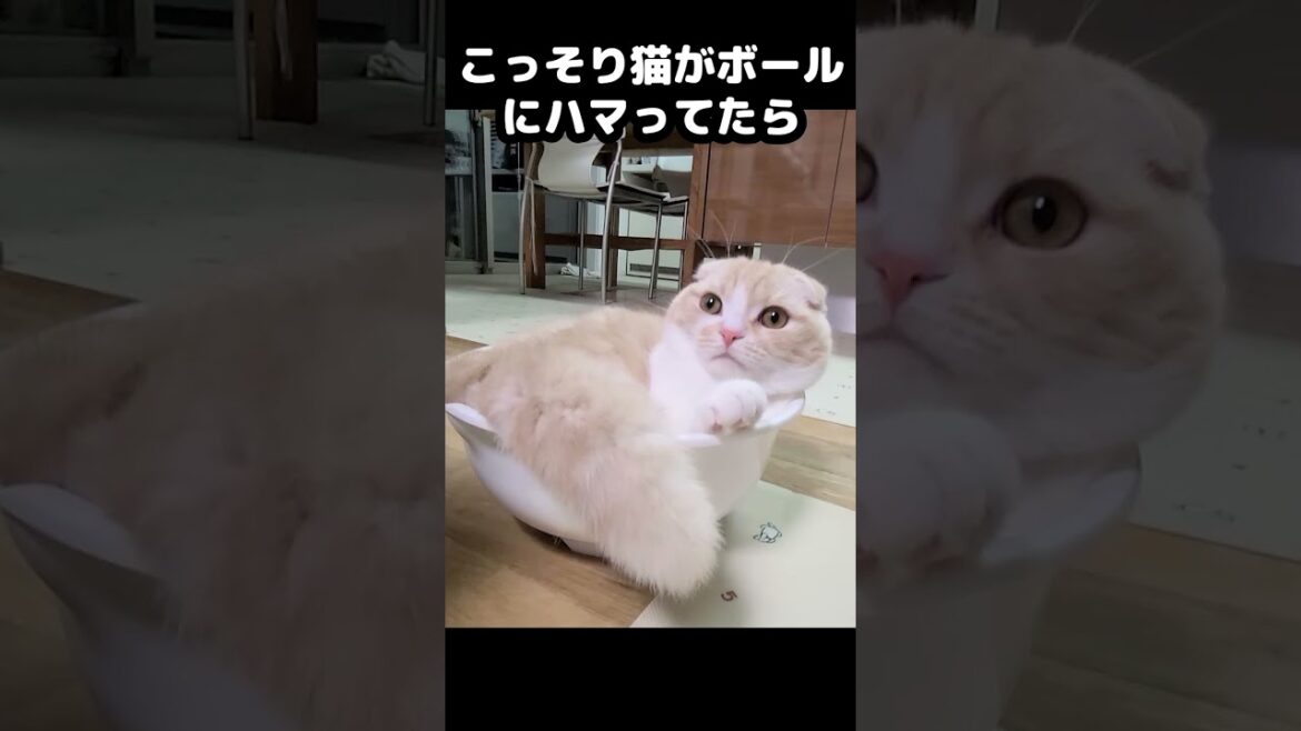 猫がこっそりボールにはまってたら犬が助けに・・・#猫 #shorts