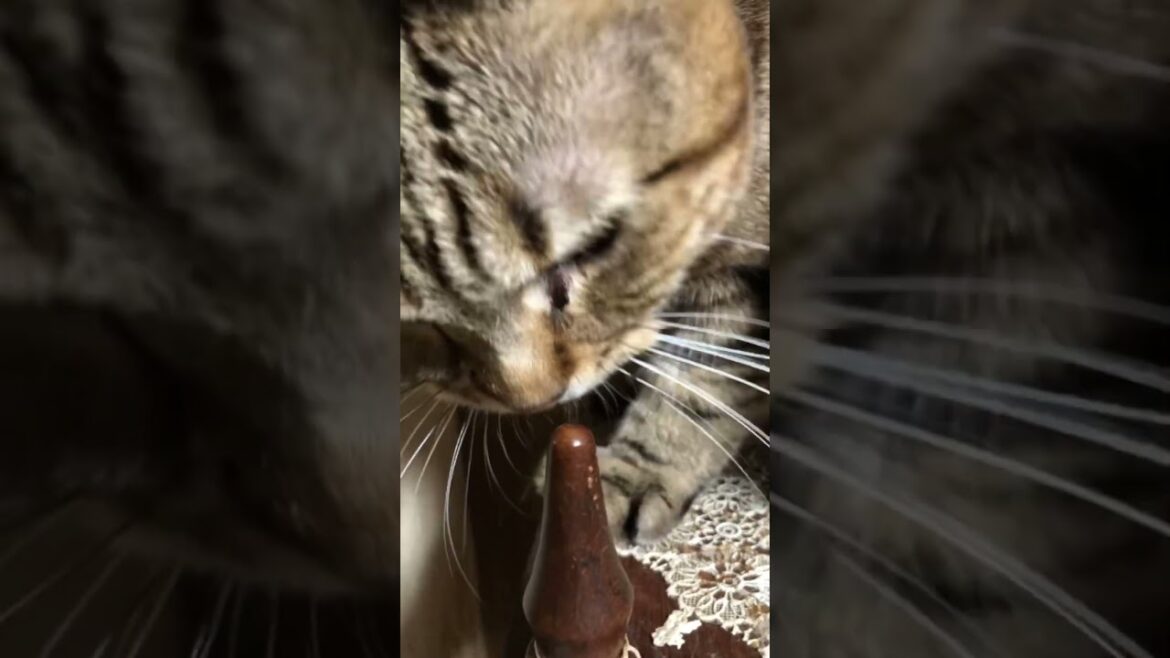 本日のアメリカンカール男の子