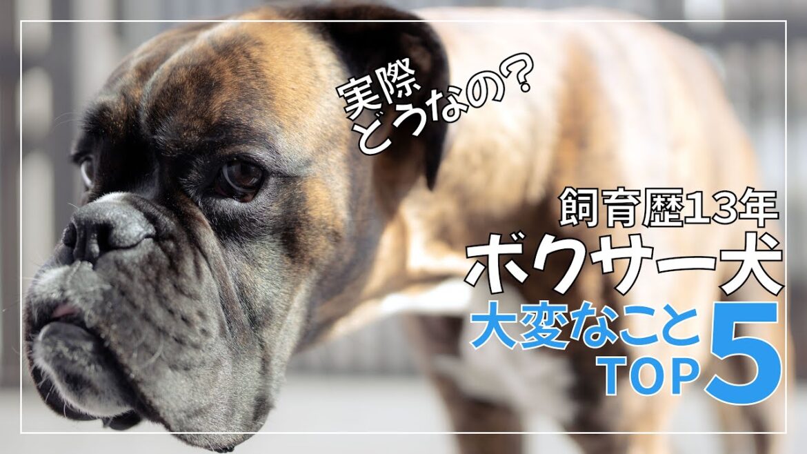 ボクサー犬を飼ってみて大変だったことTOP5