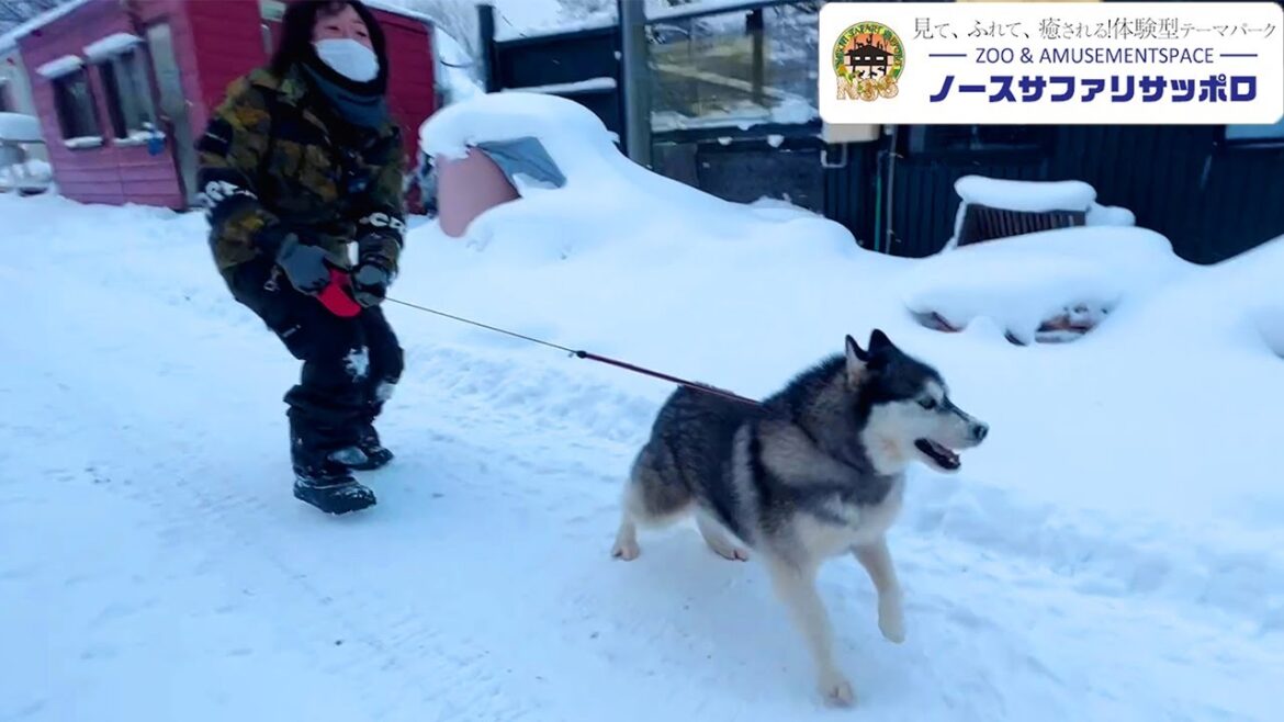 ハスキー犬との雪のお散歩が過酷すぎる！