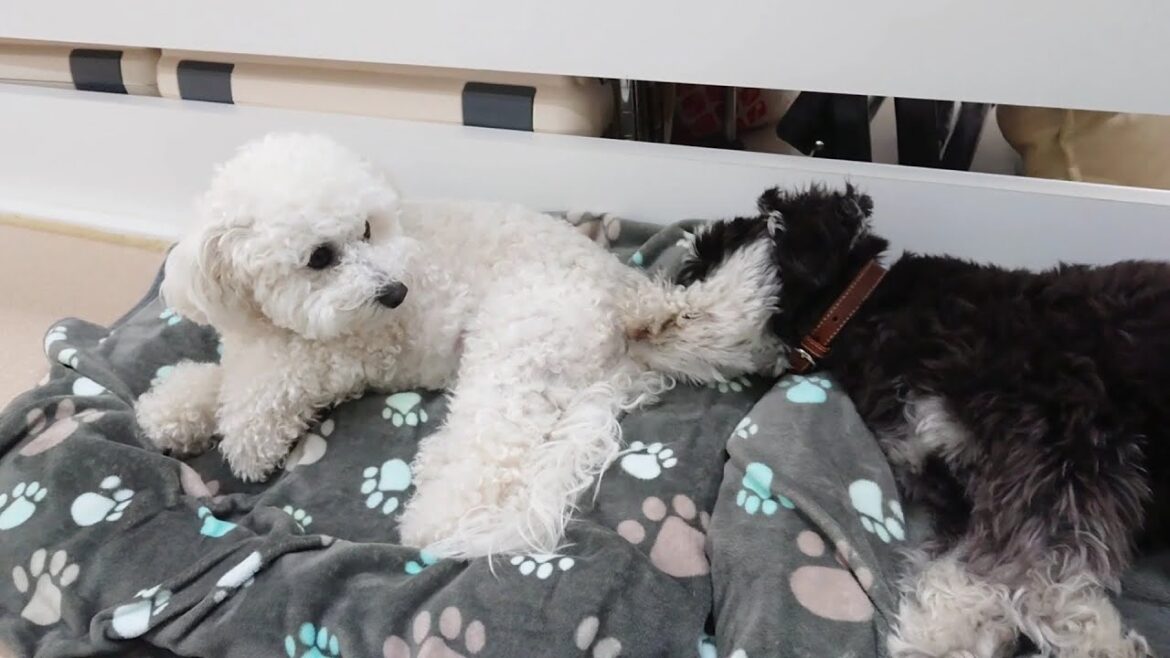 ビションフリーゼのお尻が気になるポール　🐶ひみつきちなう！①🐶  2023年3月17日