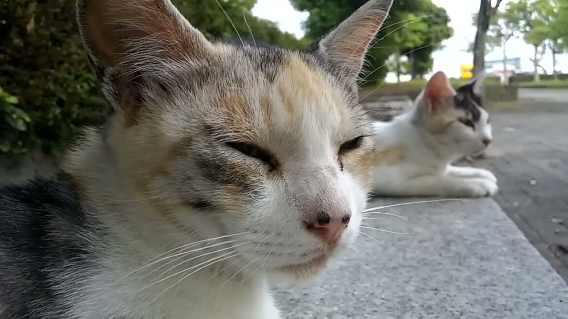 グルーミング中のパンチ君、母猫娘猫はスフィンクスと化しました【Punch was grooming, and the mother cat daught グルーミング中のパンチ君、母猫娘猫はスフィンクスと化しました【Punch was grooming, and the mother cat daught