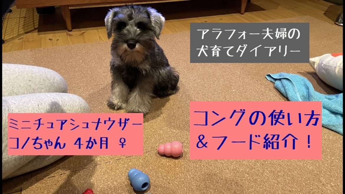 ミニチュアシュナウザー　コング使用方法＆ドッグフード紹介！【アラフォー夫婦の犬育てダイアリーVol.5】