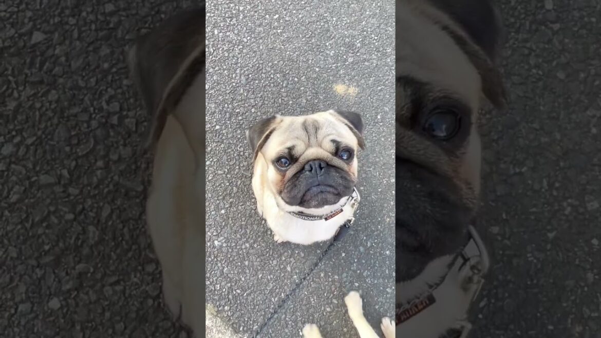 [パグ]目力👀✨ｼﾞｰ (vivid eyes) #shorts