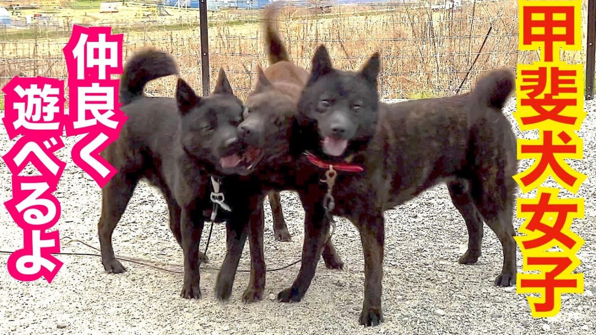 甲斐犬女子チーム活発で仲良く遊べる様になりました！