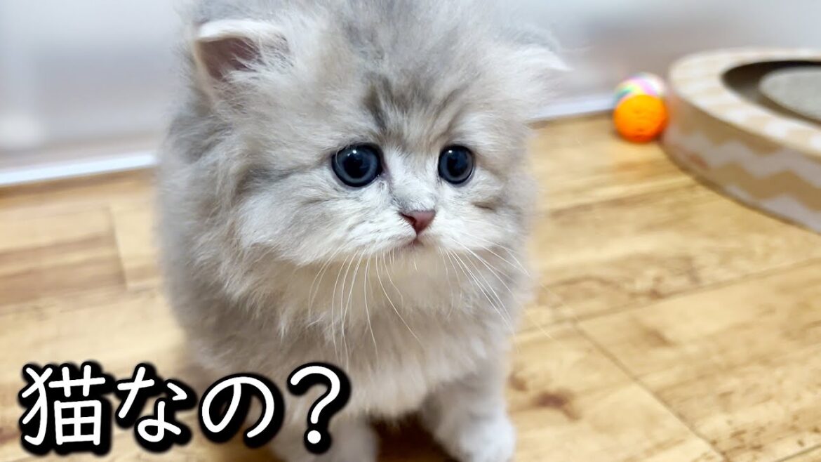 【ペルシャの子猫】この子達は猫なのかな？と疑ってしまう件 ∼猫のいる生活Vol.650∼ 出産動画 マンチカン短足・ミヌエット・ペルシャ猫専門ブリーダー『ペット蔵人』【子猫の成長記録】