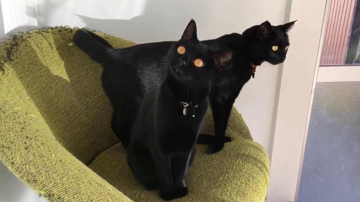4匹の黒猫ボンベイファミリーのにぎやかな 1日 いつも癒しをありがとう♡ Black bombay cat（黒のボンベイ猫）