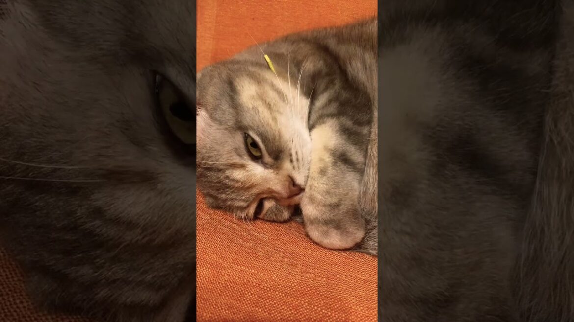 休憩中なのです。 #shorts #猫 #アメリカンショートヘア