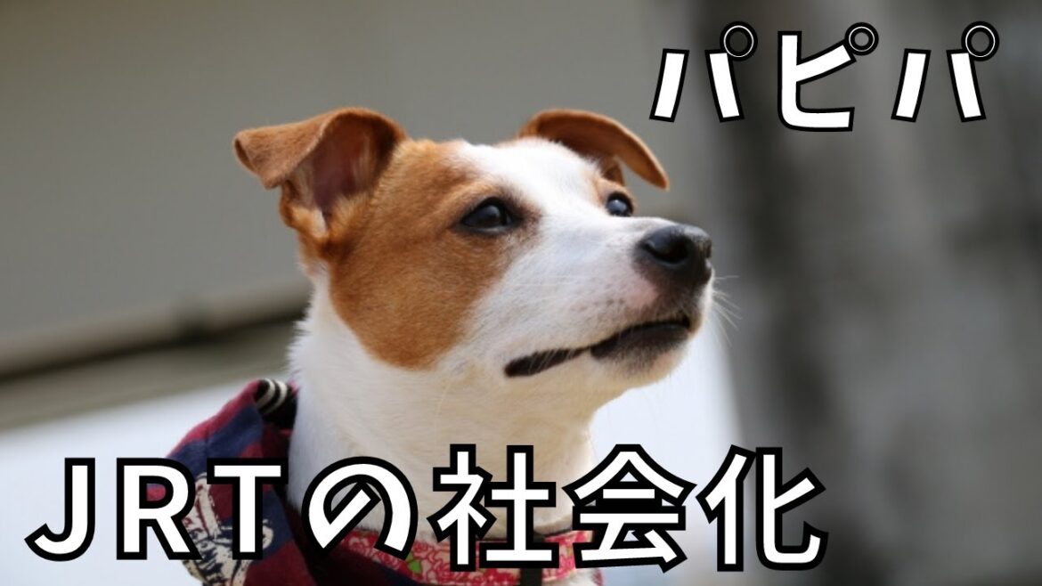 ジャックラッセルテリアが社会性をつけるには。　【パピーパーティー】【犬の社会化】
