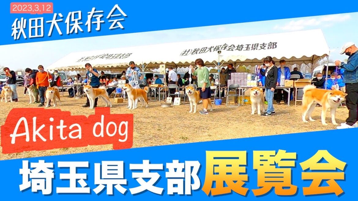 【akita dog】秋田犬保存会・埼玉県支部による展覧会❗️その様子を紹介します❗️🐕【2023年3月12日 開催】