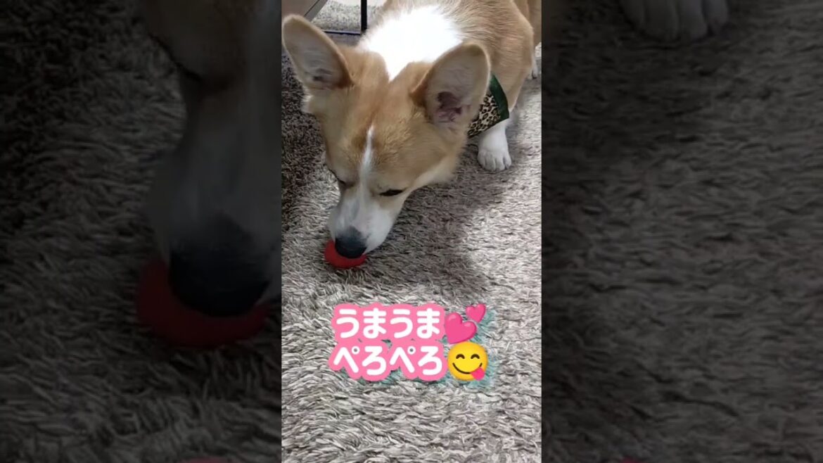 いちごに歓喜する犬 / Dogs delighting in strawberries #shorts #犬のいる暮らし #コーギー