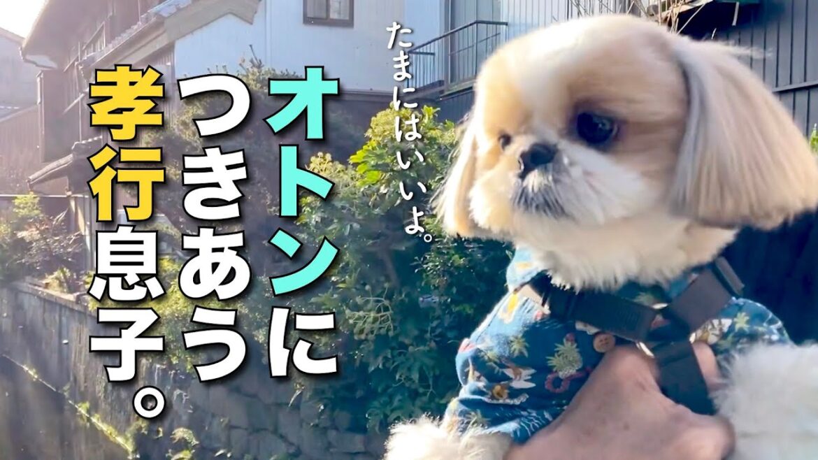 【シーズー】オトンの趣味に付き合ってくれる孝行息子！www お花見もしたよ♫／海洋堂フィギュアミュージアム黒壁・長浜 滋賀県【239】
