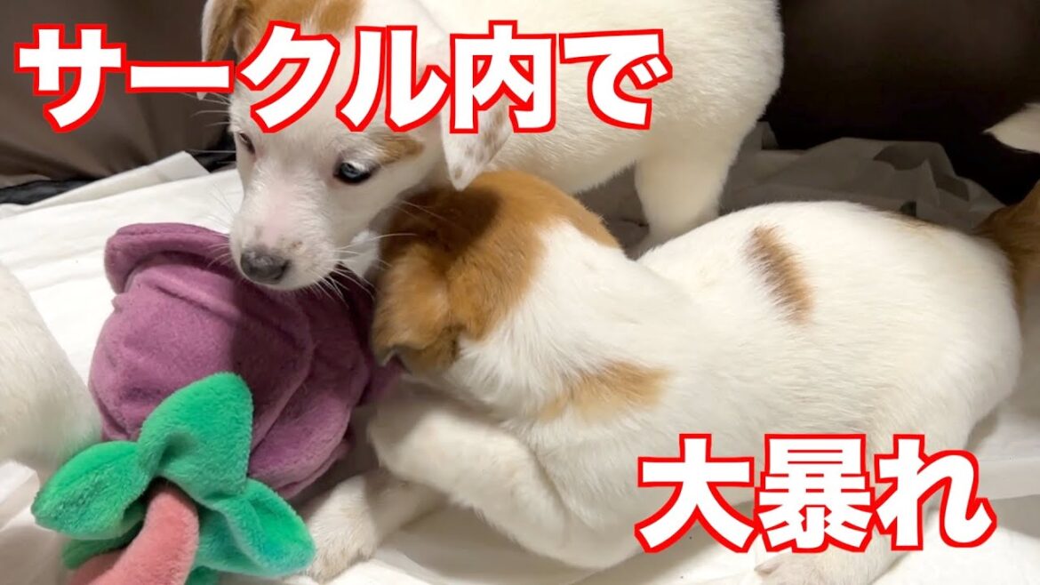 【ジャックラッセルテリア】初めてのサークルに大興奮！サークル内を走り回ってもう大変！！動物癒し動画「にくきゅう」